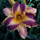 Dragon Fang Daylily