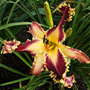 Dragon Hunter Daylily