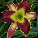 Dragon Knight Daylily