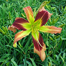 Drooling Lizard Daylily