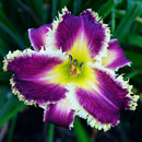 Elvira's Kiss Daylily