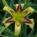 Eye of Truth Daylily