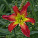 Fire Blast Daylily