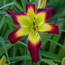 Fire Horse Daylily