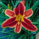 Fire Kraken Daylily 