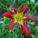 Fire-Scorpion Daylily