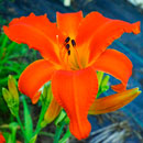 Firestorm Blaze Daylily