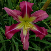 Flamingo Alert Daylily