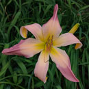 Flamingo Kisses Daylily