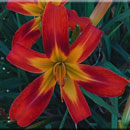 Flying Dragon Daylily