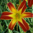 Follow the Yellow Brick Road Daylily