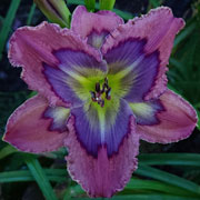 Freedom Isn't Free Daylily