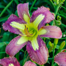Fuchsia Frolic  Daylily