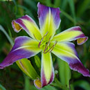 Garden Butterfly Daylily