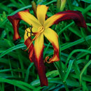 Giant Huntsman Daylily