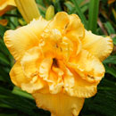 Golden Buzz Daylily