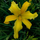 Butterfly Affection Daylily