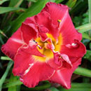 Grandma's Cardinal Beauty  Daylily