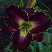 Grape Storm Daylily