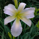 Great White Swan Daylily