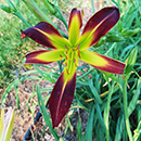 Green Throated Robin Daylily