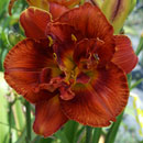 Heat Seeker Daylily