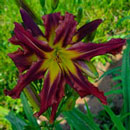 Heavenly Big Bang Daylily