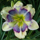 Heavenly Blue Deva Daylily