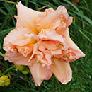 Heavenly Champagne Bubbles Daylily