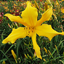 Heavenly Dancing Fairies Daylily