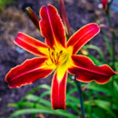 Heavenly Dark Knight Daylily