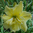 Heavenly Double Lemon Pie Daylily