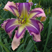 Heavenly Dragon Rider Daylily