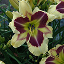 Heavenly Explosion Daylily