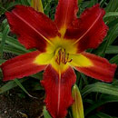 Heavenly Fire Arrow Daylily