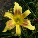 Heavenly Flight Daylily