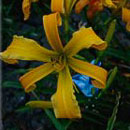 Heavenly Free Spirits Daylily