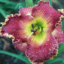 Heavenly Garden Jubilee Daylily