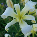 Heavenly Ghostrider Daylily