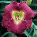 Heavenly Grape Surprise Daylily