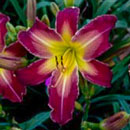 Heavenly Hidden Treasures Daylily