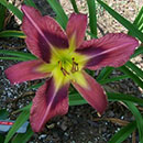 Heavenly Island Magic Daylily