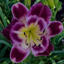 Heavenly Magic Moments Daylily