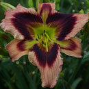 Heavenly Masquerade Daylily