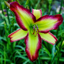 Heavenly Mirage Daylily