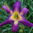 Heavenly Ooh La La Daylily