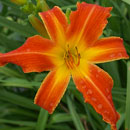 Heavenly Orange Blaze Daylily