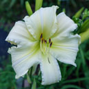 Heavenly Pearl of Wisdom Daylily