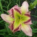 Heavenly Pink Butterfly Daylily