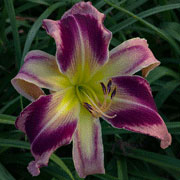 Heavenly Purple People Eater Daylily